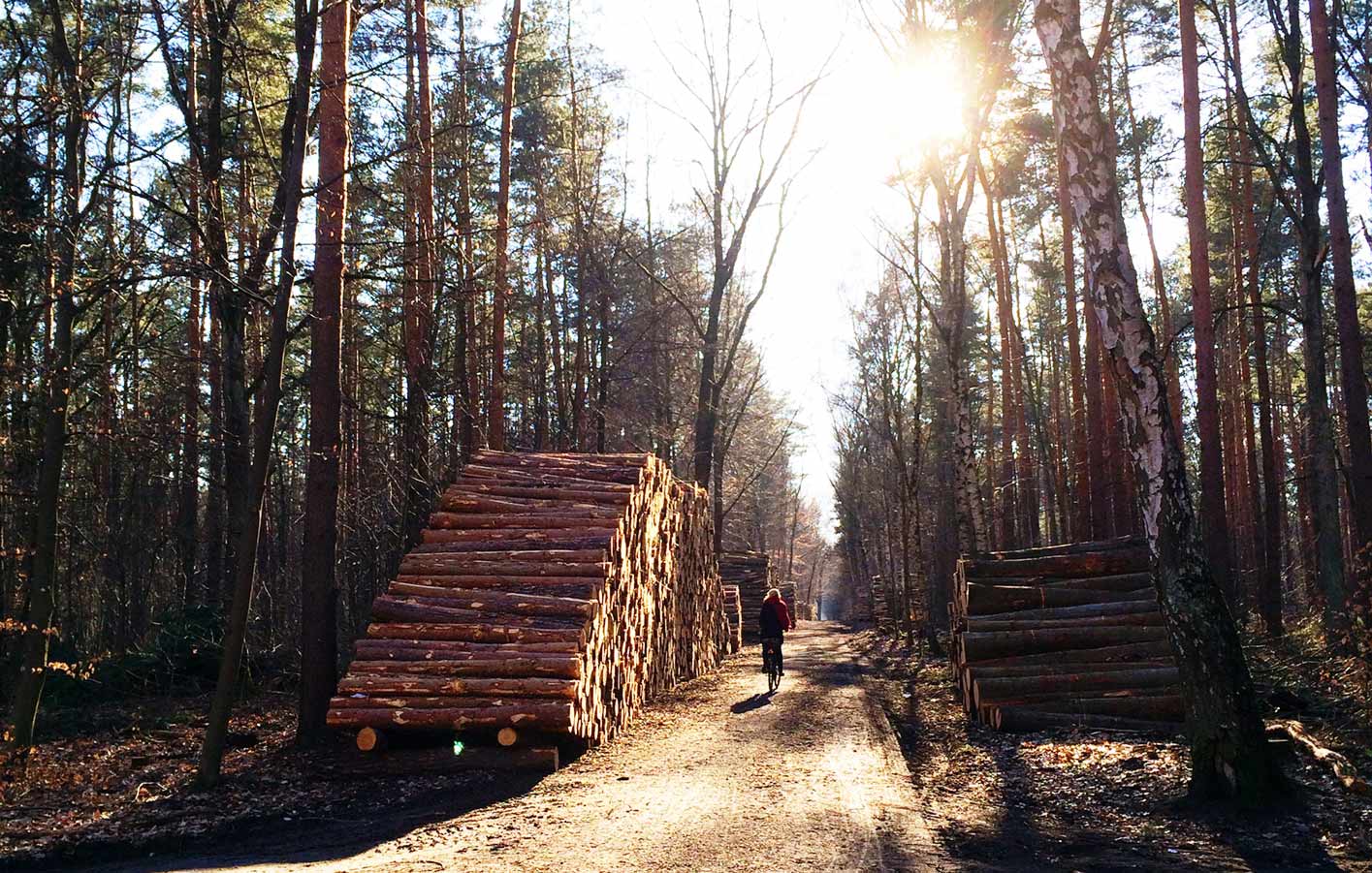 Waldlichtung im Sonnenschein mit gestapelten Baumstämmen