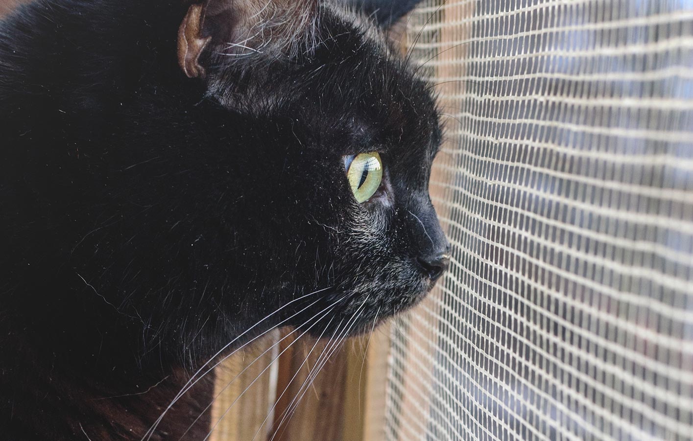Insektenschutz mit einer schwarzen Katze