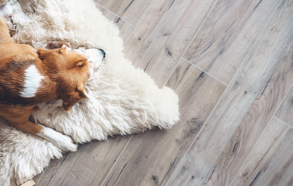 Hund liegt auf einem Fell auf einem Laminatboden